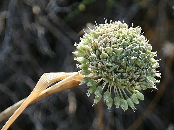 Allium chamaespathum \ Scheidiger Lauch / Sheated Leek, GR Akrokorinth 14.9.2014 (Photo: Gisela Nikolopoulou)