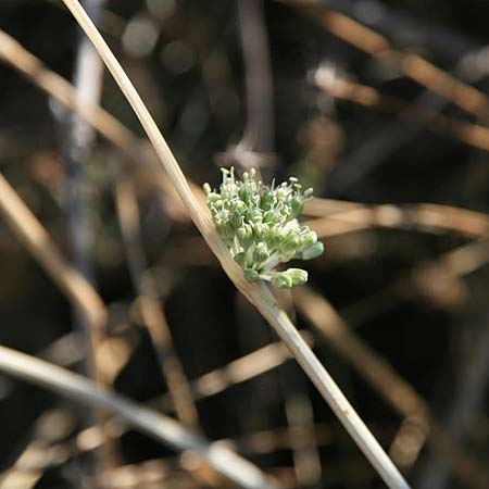Allium chamaespathum \ Scheidiger Lauch / Sheated Leek, GR Akrokorinth 16.9.2014 (Photo: Gisela Nikolopoulou)