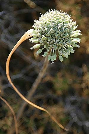Allium chamaespathum \ Scheidiger Lauch / Sheated Leek, GR Akrokorinth 14.9.2014 (Photo: Gisela Nikolopoulou)