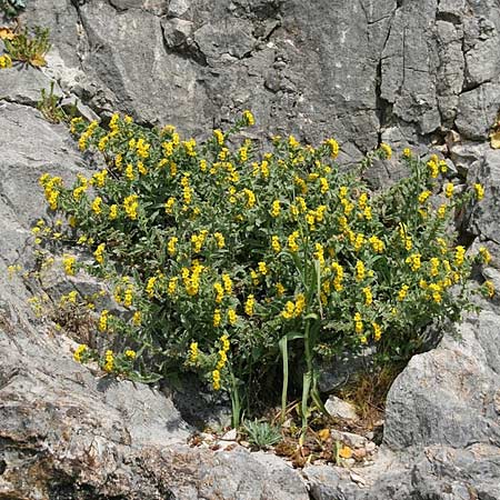 Alkanna hellenica \ Hellenische Schminkwurz / Hellenic Alkanet, GR Akrokorinth 12.4.2011 (Photo: Gisela Nikolopoulou)
