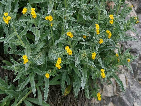 Alkanna hellenica \ Hellenische Schminkwurz / Hellenic Alkanet, GR Akrokorinth 30.1.2014 (Photo: Gisela Nikolopoulou)