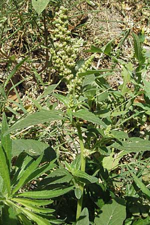 Amaranthus deflexus \ Niederliegender Amaranth / Perennial Pigweed, GR Meteora 28.8.2007