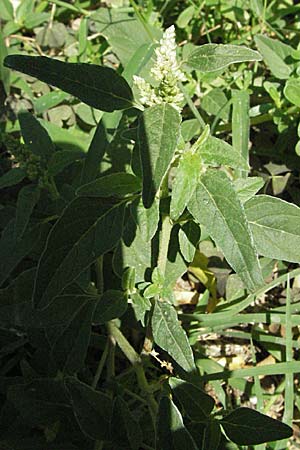 Amaranthus deflexus \ Niederliegender Amaranth / Perennial Pigweed, GR Meteora 28.8.2007