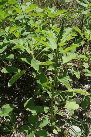Amaranthus patulus \ Ausgebreiteter Fuchsschwanz / Smooth Pigweed, GR Euboea (Evia), Kanatadika 25.8.2017