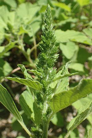 Amaranthus patulus \ Ausgebreiteter Fuchsschwanz / Smooth Pigweed, GR Euboea (Evia), Kanatadika 25.8.2017