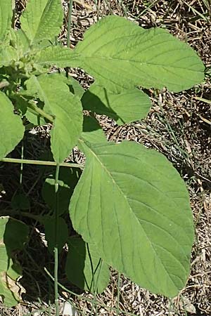 Amaranthus patulus \ Ausgebreiteter Fuchsschwanz / Smooth Pigweed, GR Euboea (Evia), Kanatadika 25.8.2017