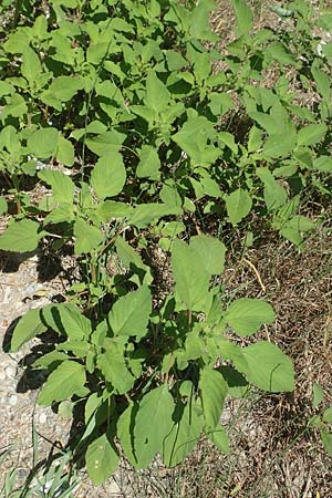 Amaranthus patulus \ Ausgebreiteter Fuchsschwanz / Smooth Pigweed, GR Euboea (Evia), Kanatadika 25.8.2017