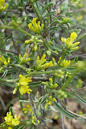 Anthyllis hermanniae \ Dorniger Wundklee, GR Igoumenitsa 13.5.2008