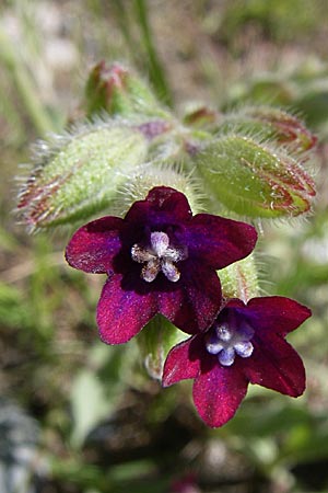 Anchusa hybrida \ Gewellte Ochsenzunge, Hybrid-Ochsenzunge / Undulate Bugloss, GR Konitsa 16.5.2008