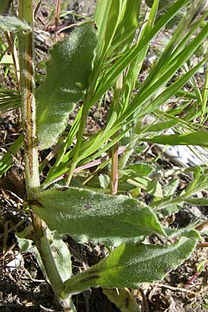 Anchusa hybrida \ Gewellte Ochsenzunge, Hybrid-Ochsenzunge / Undulate Bugloss, GR Konitsa 16.5.2008