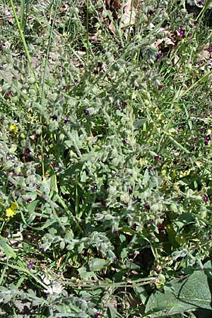 Anchusa hybrida \ Gewellte Ochsenzunge, Hybrid-Ochsenzunge / Undulate Bugloss, GR Konitsa 16.5.2008