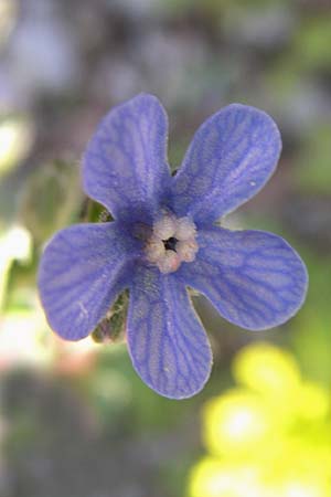 Cynoglottis barrelieri subsp. serpentinicola \ Serpentin-Ochsenzunge / Serpentine Alkanet, GR Aoos - Schlucht / Gorge 16.5.2008