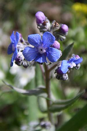 Cynoglottis barrelieri subsp. serpentinicola \ Serpentin-Ochsenzunge / Serpentine Alkanet, GR Timfi 17.5.2008