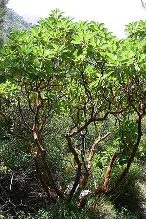 Arbutus andrachne \ &Ouml;stlicher Erdbeerbaum / Grecian Strawberry Tree, Greek Strawberry Tree, GR Hymettos 20.5.2008
