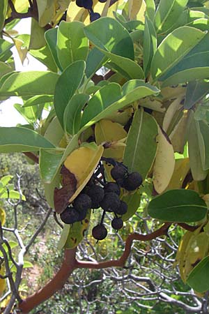 Arbutus andrachne \ &Ouml;stlicher Erdbeerbaum / Grecian Strawberry Tree, Greek Strawberry Tree, GR Hymettos 20.5.2008