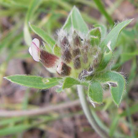 Anthyllis vulneraria subsp. pulchella \ Zierlicher Wundklee, GR Peloponnes, Gythio 30.3.2013