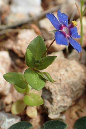 Lysimachia foemina \ Blauer Gauchheil / Blue Pimpernel, GR Athen, Mount Egaleo 10.4.2019