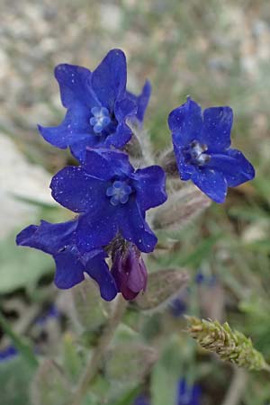 Anchusa officinalis \ Gewhnliche Ochsenzunge / Common Bugloss, GR Peloponnes, Chelmos 18.5.2024