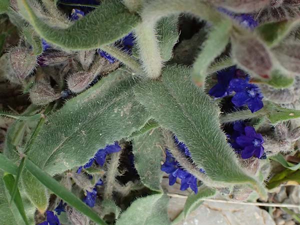 Anchusa officinalis \ Gewhnliche Ochsenzunge / Common Bugloss, GR Peloponnes, Chelmos 18.5.2024