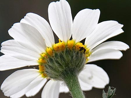 Anacyclus clavatus \ Keulen-Bertram / White Buttons, GR Korinth/Corinth 4.4.2014 (Photo: Gisela Nikolopoulou)