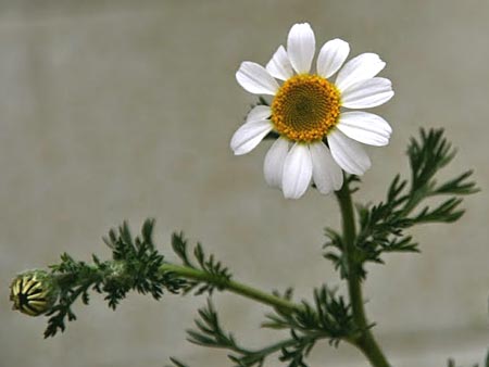 Anacyclus clavatus \ Keulen-Bertram / White Buttons, GR Korinth/Corinth 4.4.2014 (Photo: Gisela Nikolopoulou)