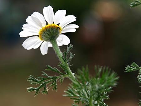 Anacyclus clavatus \ Keulen-Bertram / White Buttons, GR Korinth/Corinth 4.4.2014 (Photo: Gisela Nikolopoulou)