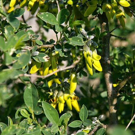 Anagyris foetida \ Stinkstrauch / Mediterranean Stinkbush, Stinking Bean Trefoil, GR Korinth/Corinth 18.2.2012 (Photo: Gisela Nikolopoulou)