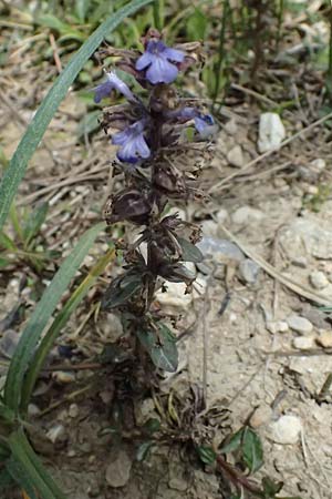 Ajuga reptans \ Kriechender Gnsel / Bugle, GR Peloponnes, Mt. Kyllini, Mesi Trikalon 21.5.2024