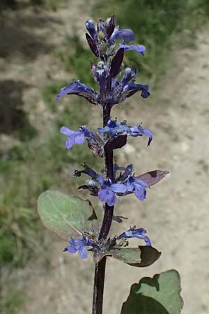 Ajuga reptans \ Kriechender Gnsel / Bugle, GR Peloponnes, Mt. Kyllini, Mesi Trikalon 21.5.2024