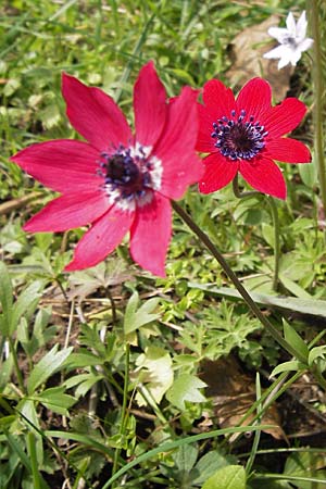 Anemone pavonina \ Pfauen-Anemone / Peacock Anemone, GR Peloponnes, Strofylia-Wald bei Metochi-Kalogria / Peloponnese, Strofylia Forest near Metochi-Kalogria 27.3.2013
