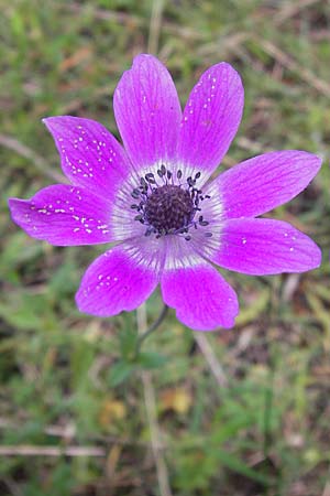 Anemone pavonina \ Pfauen-Anemone / Peacock Anemone, GR Peloponnes, Strofylia-Wald bei Metochi-Kalogria / Peloponnese, Strofylia Forest near Metochi-Kalogria 27.3.2013