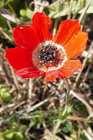 Anemone pavonina \ Pfauen-Anemone / Peacock Anemone, GR Peloponnes, Strofylia-Wald bei Metochi-Kalogria / Peloponnese, Strofylia Forest near Metochi-Kalogria 27.3.2013