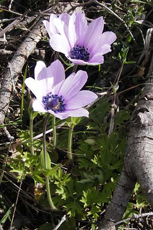 Anemone pavonina \ Pfauen-Anemone / Peacock Anemone, GR Parnitha 3.4.2013