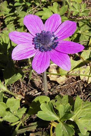Anemone pavonina \ Pfauen-Anemone / Peacock Anemone, GR Hymettos 4.4.2013