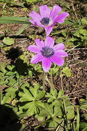 Anemone pavonina \ Pfauen-Anemone / Peacock Anemone, GR Hymettos 4.4.2013