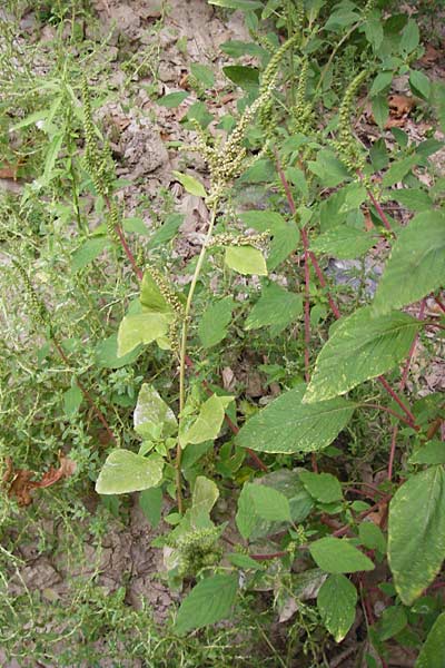 Amaranthus viridis \ Grner Amaranth / Slender Pigweed, Green Pigweed, GR Euboea (Evia), Kalianou 29.8.2014