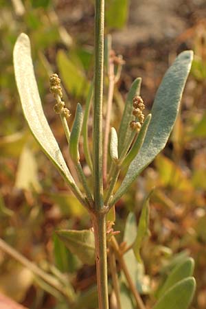 Halimione portulacoides \ Portulak-Keilmelde, Strand-Salzmelde / Sea Purslane, GR Euboea (Evia), Neos Pirgos 25.8.2017
