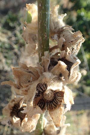 Alcea biennis \ Bleiche Stockrose, Balkan-Stockrose / Balkan Hollyhock, GR Euboea (Evia), Kerasia 27.8.2017