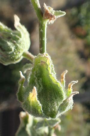 Alcea biennis \ Bleiche Stockrose, Balkan-Stockrose / Balkan Hollyhock, GR Euboea (Evia), Kerasia 27.8.2017