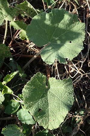 Alcea biennis \ Bleiche Stockrose, Balkan-Stockrose / Balkan Hollyhock, GR Euboea (Evia), Kerasia 27.8.2017