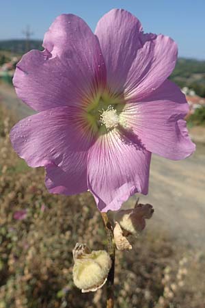 Alcea biennis \ Bleiche Stockrose, Balkan-Stockrose / Balkan Hollyhock, GR Euboea (Evia), Kerasia 27.8.2017