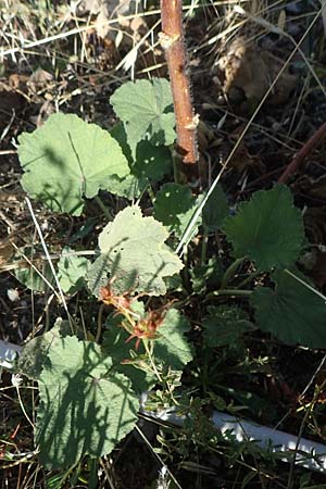 Alcea biennis \ Bleiche Stockrose, Balkan-Stockrose / Balkan Hollyhock, GR Euboea (Evia), Kerasia 27.8.2017