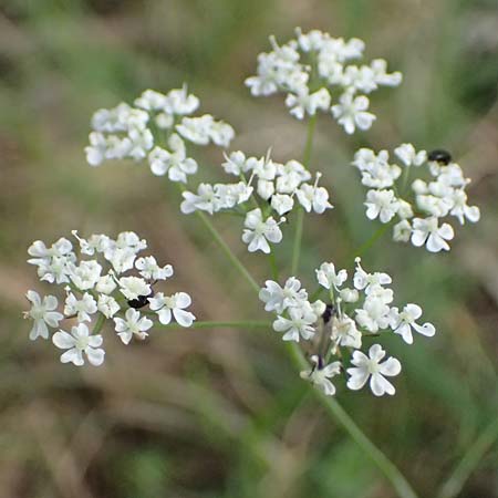 Carum meoides \ B&auml;rwurz-K�mmel / Spignel Caraway, GR Peloponnes, Mt. Kyllini, Ziria 21.5.2024
