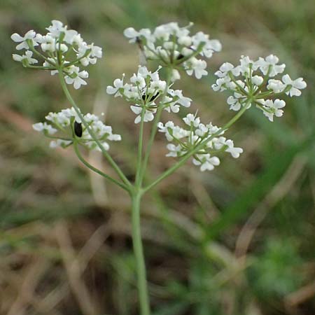 Carum meoides \ B&auml;rwurz-K�mmel / Spignel Caraway, GR Peloponnes, Mt. Kyllini, Ziria 21.5.2024