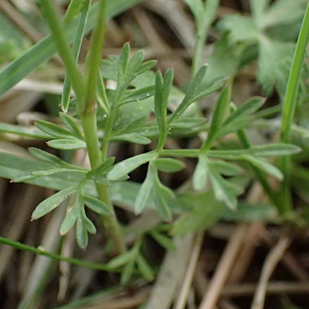 Carum meoides \ B&auml;rwurz-K�mmel / Spignel Caraway, GR Peloponnes, Mt. Kyllini, Ziria 21.5.2024