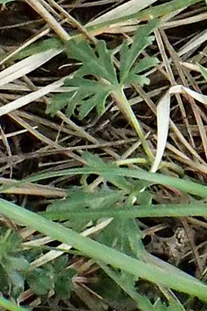 Carum meoides \ B&auml;rwurz-K�mmel / Spignel Caraway, GR Peloponnes, Mt. Kyllini, Ziria 21.5.2024