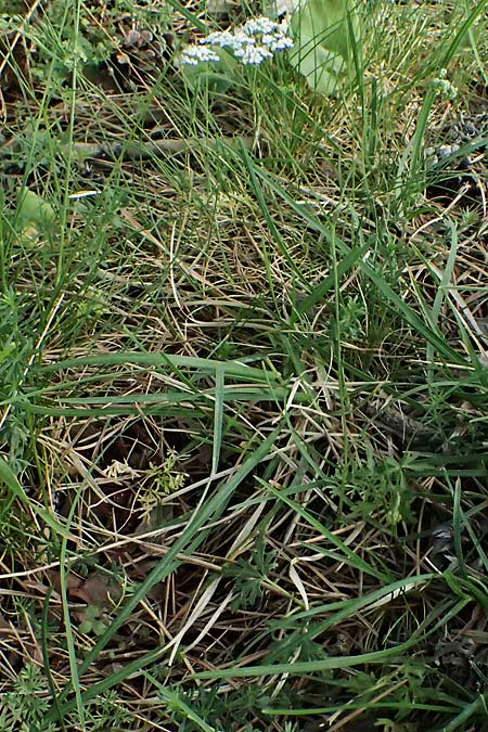 Carum meoides \ B&auml;rwurz-K�mmel / Spignel Caraway, GR Peloponnes, Mt. Kyllini, Ziria 21.5.2024