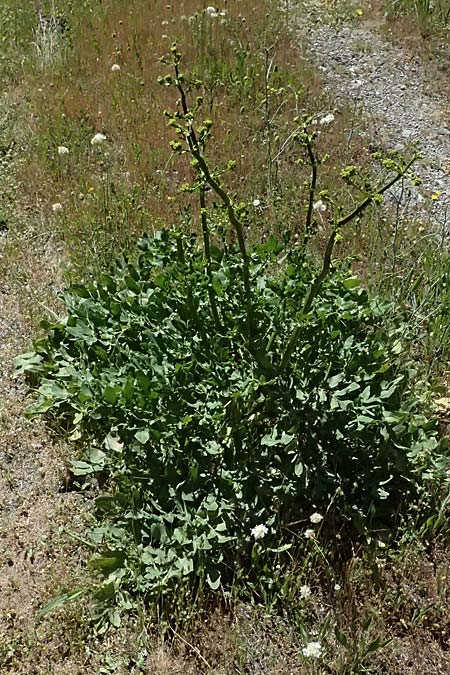 Opopanax chironium \ Cheiron-Heilwurz / Chiron Sweet Myrrh, Hercules-All-Heal, GR Peloponnes, Saitas 22.5.2024