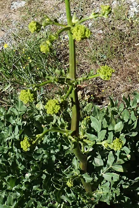 Opopanax chironium \ Cheiron-Heilwurz / Chiron Sweet Myrrh, Hercules-All-Heal, GR Peloponnes, Saitas 22.5.2024