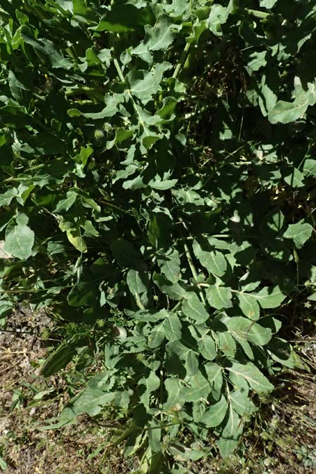 Opopanax chironium \ Cheiron-Heilwurz / Chiron Sweet Myrrh, Hercules-All-Heal, GR Peloponnes, Saitas 22.5.2024